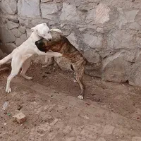 سگ خراسانی