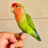کوتوله برزیلی/ جفت