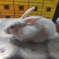 خرگوش