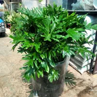 برگ انجیری فول سایز