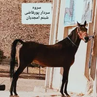 مادیان ۴ ساله کرد دوسر تایید شجره قوی