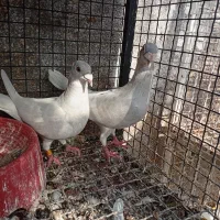 کبوتر  الماسی بی خط