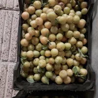 آلوقطره طلا