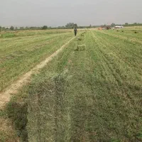 خرید وفروش یونجه پرس شمال خوزستان اعلا به شرط