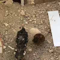 بوقلمون و خروس