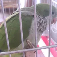 طوطی راهب سالم،نر،باتست