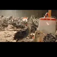 جوجه بوقلمون نیمچه ۳۵ روزه