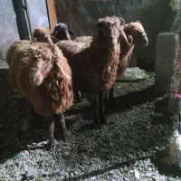 گوسفند زنده
