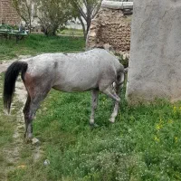 مادیان|اسب و تجهیزات اسبسواری|سنندج, |دیوار
