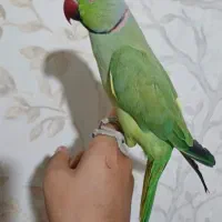 طوطی ملنگو سخنگو