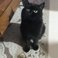 گربه بریتیش مشکی نر