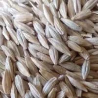 خریدار جو،گندم نقدی درب منزل