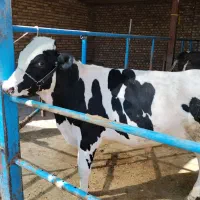 گاوو گوساله