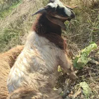 میش.بز. بیگ.‌بره