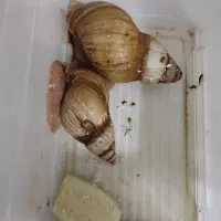 فروش حلرون