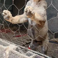 سگ پژدر|سگ|کامیاران, |دیوار