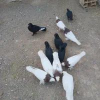 کفتر|پرنده|کوهبنان, |دیوار