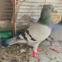 حیون‌قلدور