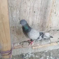 کبوتر