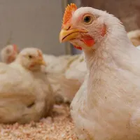 استخدام نیروی کار در مرغداری گوشتی