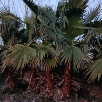 پالم واشنگتن