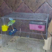 مرغ عشق|پرنده|ماهان, |دیوار