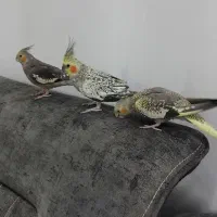 عروس هلندی 3 عدد بهمراه قفس