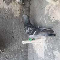 کبوتر پولکی ماده کفتر بوم