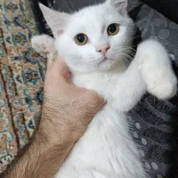 بریتیش نر ۳ ماهه