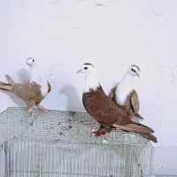 کبوتر پرنده کلاغ سرخ زرد