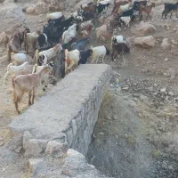 تیر بز وچپش. یا بزغاله نر