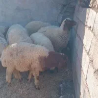 10 تا بره نر