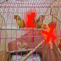 طوطی برزیلی