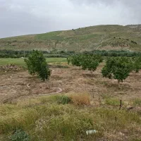 باغ-گردو-آلبالو