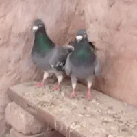 کفتر طوقی سبز آلمانی زاغ دم سفید