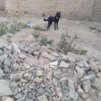 سگ قدرجونی