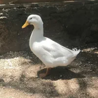 اردک