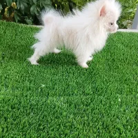کوچولوی خرسی