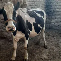گاو شیری