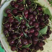 گیلاس