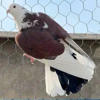 حدود 33 کفتر پرشی