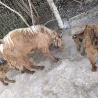 بز نر