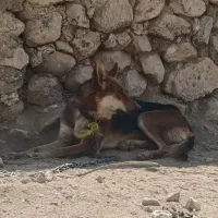 سگ شکاری