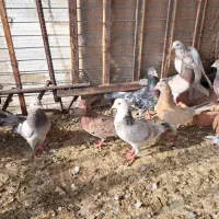 کبوتر پرشی