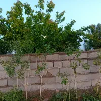 فروش-زمین-در-پیشک-یک-ماهدشت