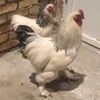 مرغ وخروس برهما