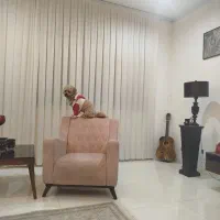 پودل یکساله نر