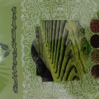 بمب لاغری