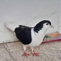 کفترهاچون جاندارم گذاشتم فروش یک  نرویک ماده
