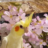 عروس هلندی لوتینو